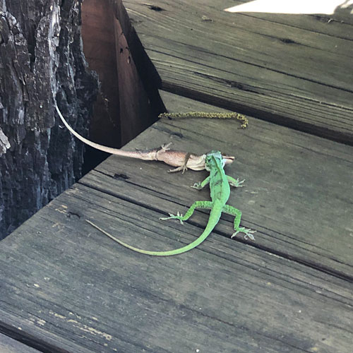 Photo - two anoles