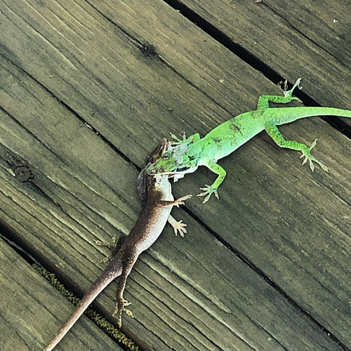 Photo - two anoles
