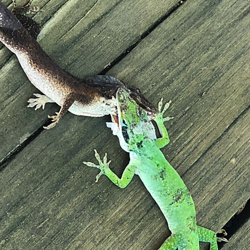 Photo - two anoles