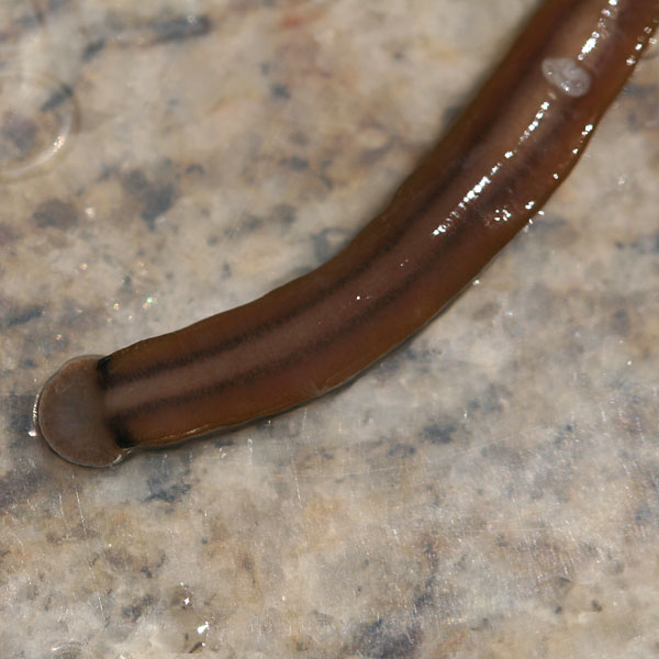 Photo - Land Planarian