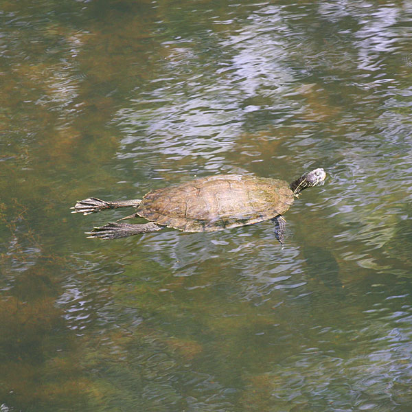 Photo - Turtle floating in creek