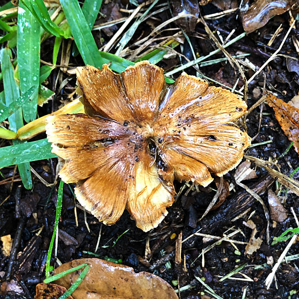 Photo - mushroom that looks like a flower