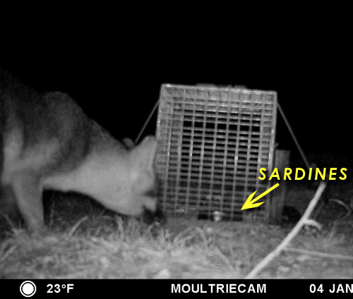 Animated gif of fox in trap