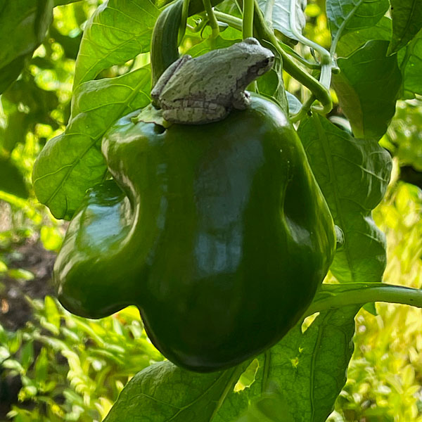 Photo - Gray tree frog sitting atop a bell pepper