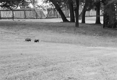 Animated gif of armadillos chasing each other