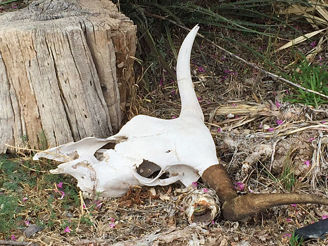 Longhorn skull