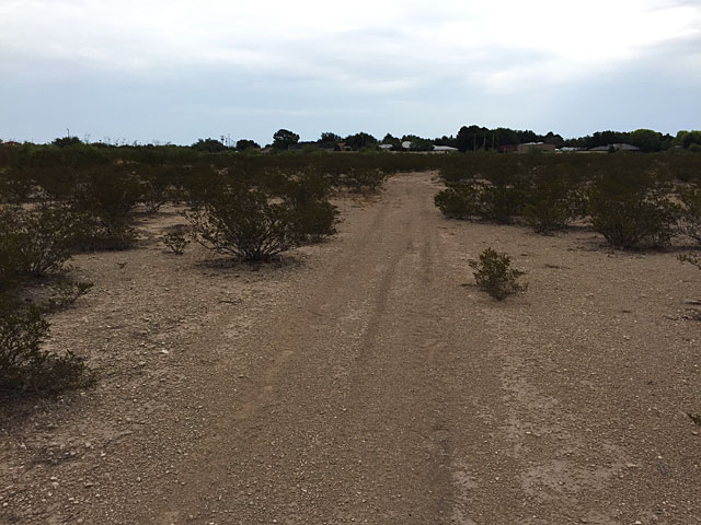 Trail through mesquite and creosote