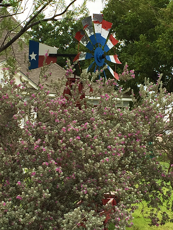 Red, white & blue windmill behind purple sage