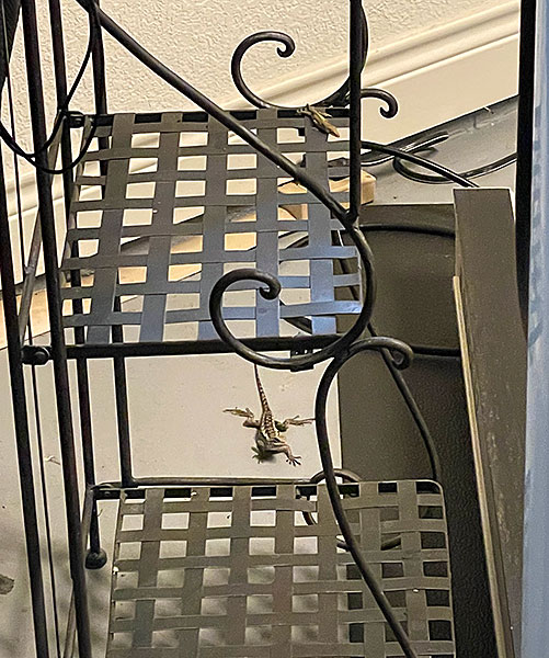Photo - Two lizards in our garage