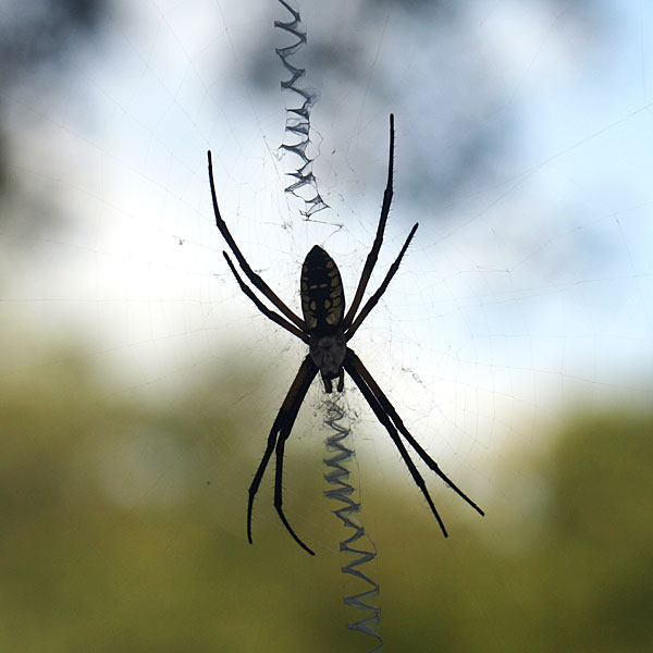 Photo - Yellow garden spider showing the web's stabilimentum