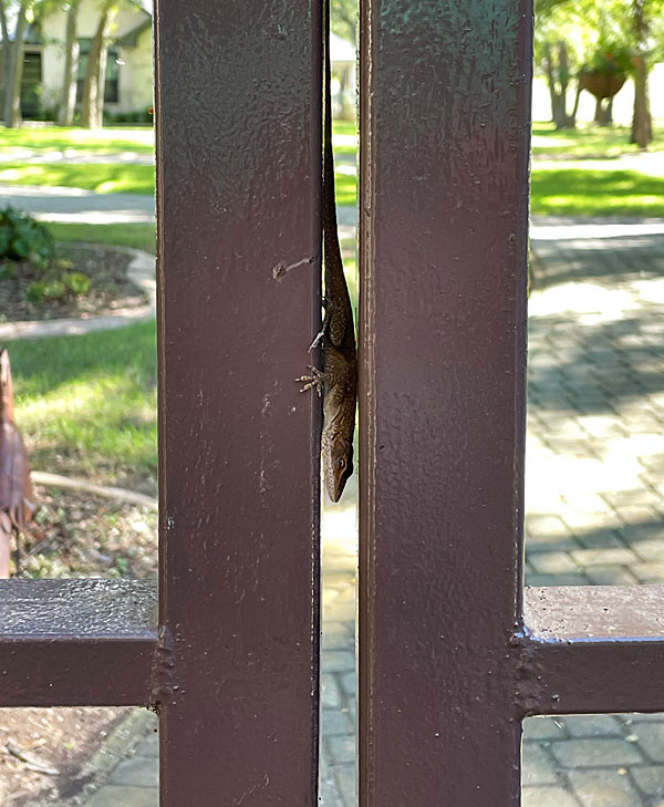 Photo - Anole resting vertically on a metal gate