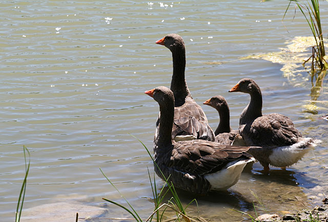 Photo - Four Western Greylag geese