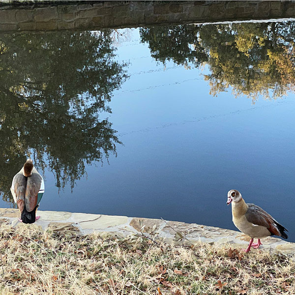 Photo - A pair of Egyptian geese on a creek bank on the golf course