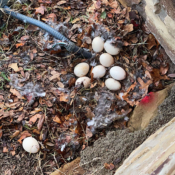 Photo - Nine Egyptian goose eggs on the ground