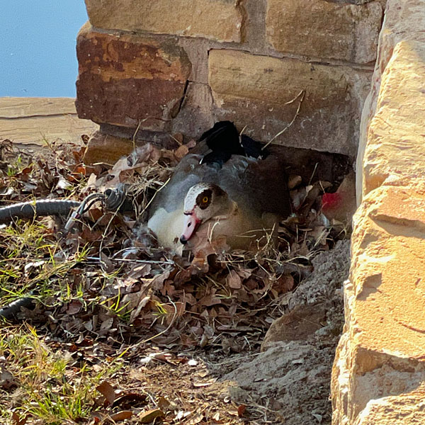 Photo - Goose atop the clutch of eggs