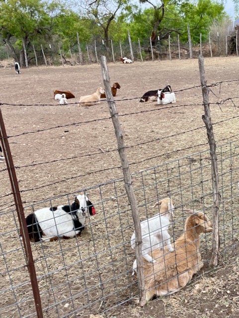 Photo: Goats in a pasture outside of Brady, Texas