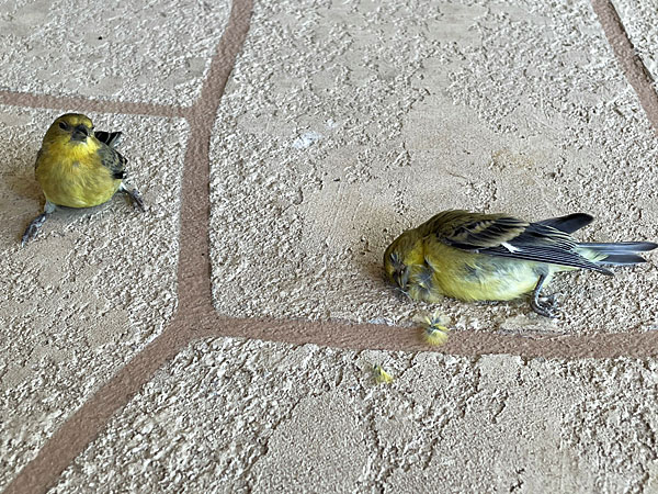 Photo - Two American goldfinches on the patio, one stunned and one deceased, after flying into the glass door