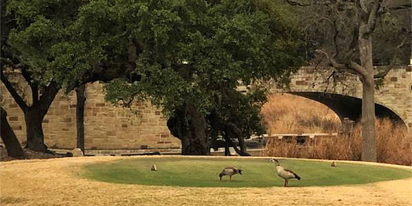 Photo - Two Egyptian geese standing on a golf green