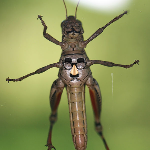 Photo - Underside of a grasshopper on a window with a Photoshopped Groucho Marx disguise