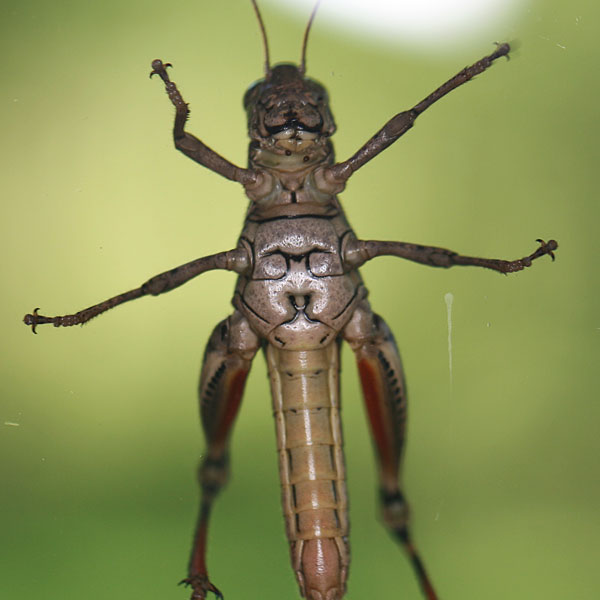 Photo - Underside of a grasshopper on a window