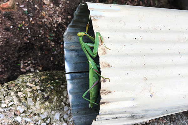 Photo - Green praying mantis