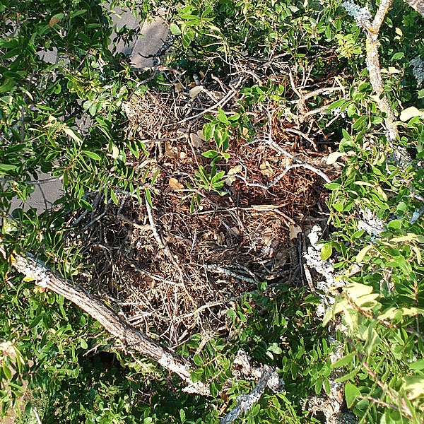 Photo - Empty hawk's nest