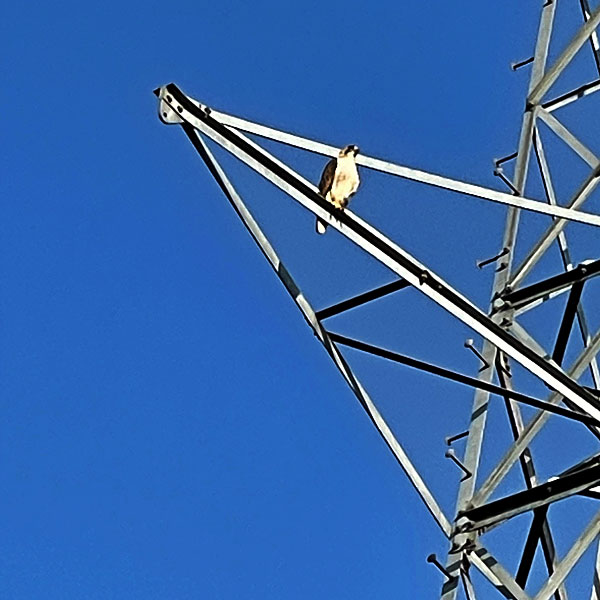 Photo - Red shouldered hawk perched on electrical transmission tower