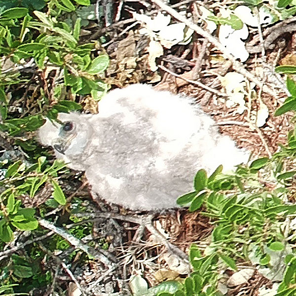 Photo - Snowy white hawk nestling