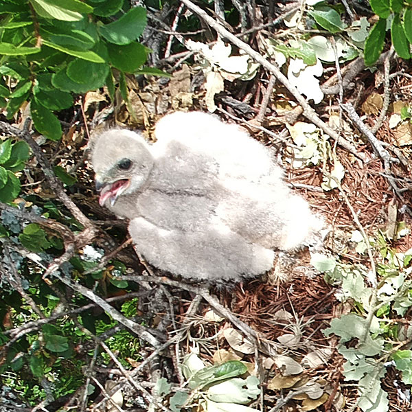 Photo - Snowy white hawk nestling