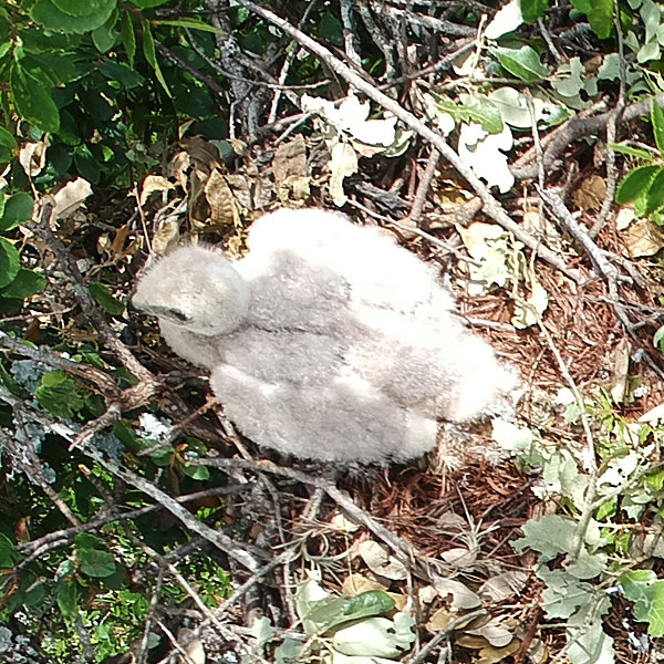 Photo - Snowy white hawk nestling