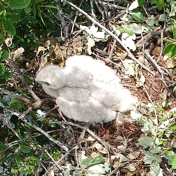 Photo - Snowy white hawk nestling