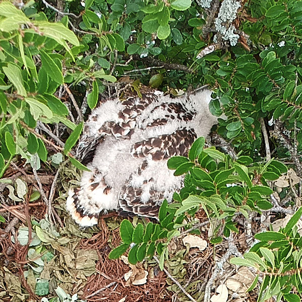 Photo - Red-shouldered hawk nestling