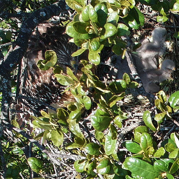 Photo - Hawk nestlings