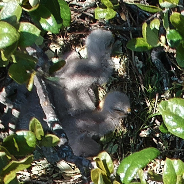 Photo - Hawk nestlings