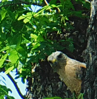 Hawk in back yard pecan tree