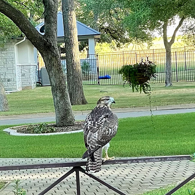Photo: Red-tailed hawk perched on railing