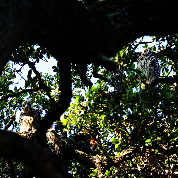 Two juvenile hawks ready to leave the nest