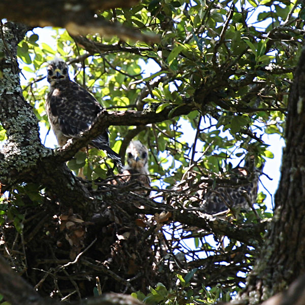 Three fledgling red-shouldered hawks