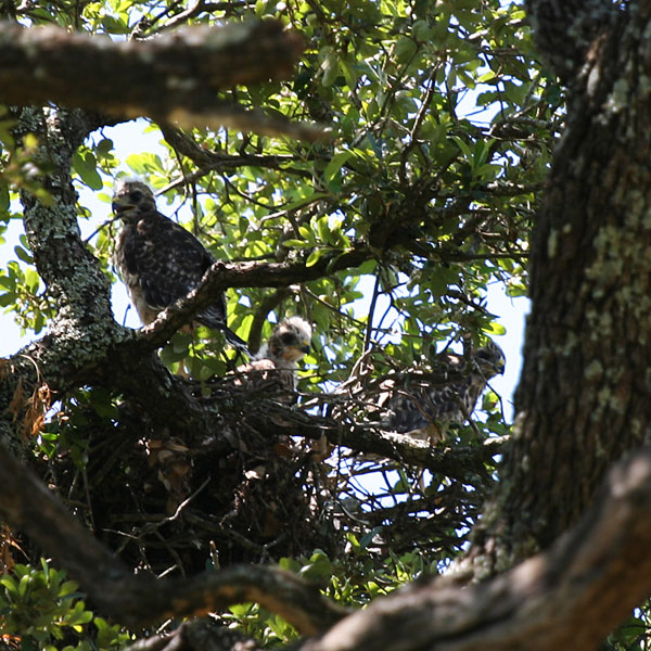 Three fledgling red-shouldered hawks