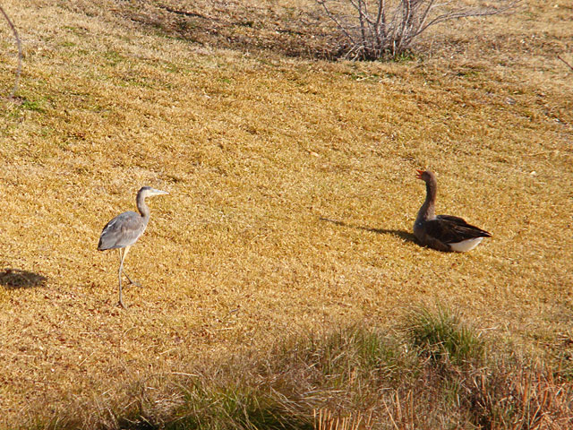 Photo - Great Blue Heron and Goose