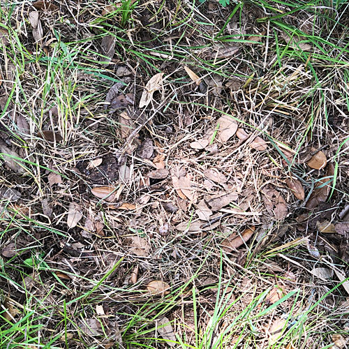 Photo - Camouflaged turtle nest