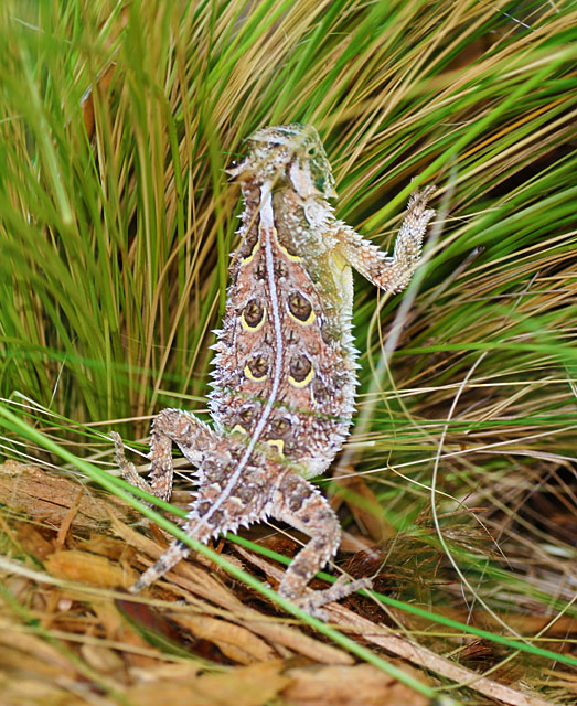 Photo - Horned lizard or horny toad