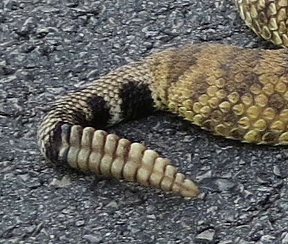 Photo of rattlesnake rattle