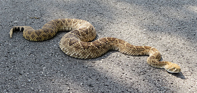 Photo - Big honkin' rattlesnake
