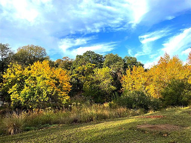 Photo: Trees in Horseshoe Bay, Texas