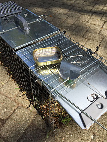 Photo - The trap and remnants of the sardine can