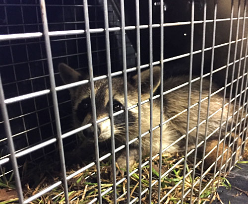 Raccoon in cage
