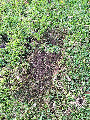 Damaged lawn under cage