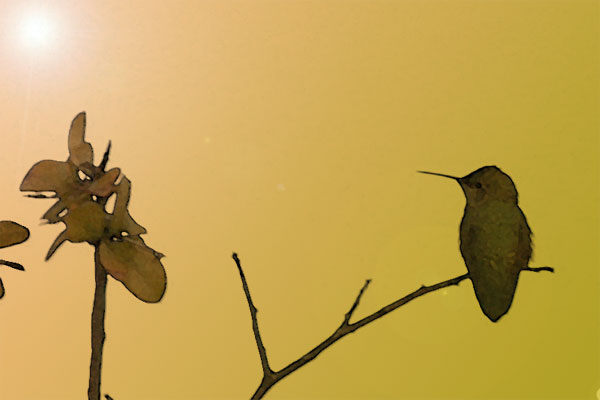 Stylized photo of a hummingbird