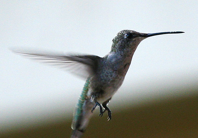 Photo of Hummingbird